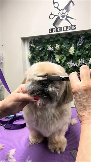 How to groom a Shih Tzu face step by step ✂️ #doggrooming #shihtzugrooming #teddybear #doggroomertip