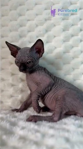 Meet Umber: Black Canadian Sphynx with Striking Green Eyes 🖤✨ #CanadianSphynx #SphynxKitten