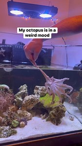 Can you always explain your mood? #byrdietheocto #thereefdoc #Octopus #petoctopus #moodchallenge | The Reef Doc