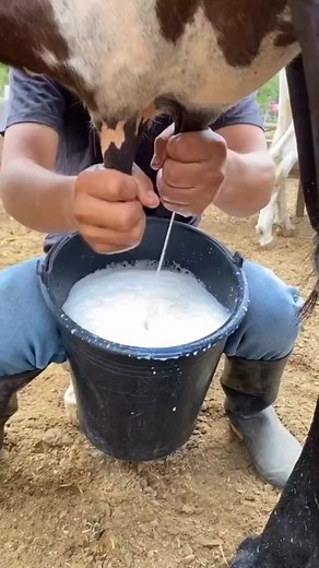 Hand Milking Cows: Traditional Farm Practice REMIX