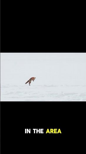 Arctic Fox: Survivor of the Frozen Wild ❄️🦊 #facts #calmwhale