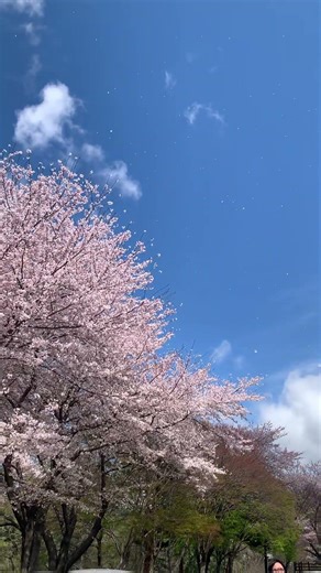 벗꽃이 날린다(Cherry blossoms leaves are falling)