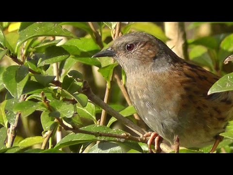 Dunnock or Hedge Sparrow - An often unnoticed and underrated bird