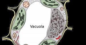VACUOLA