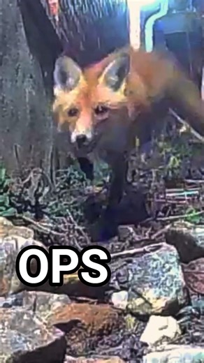 Opps: Red Fox Chases Cat into Window