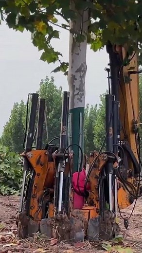 the process of pulling out a tree straight down to its roots using an excavator, simply and quickly.