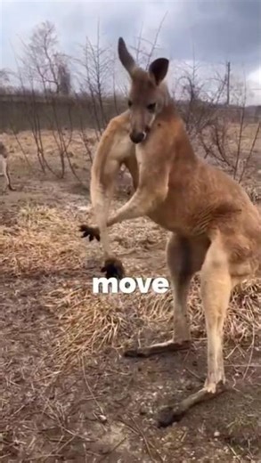 "The Kangaroos Power move " #shorts #animals #wildlife