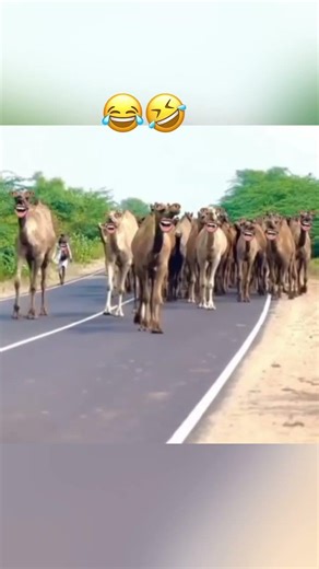 funny animal 🐪 😂🤣reaction, animal reaction video, funny dog reaction, funny cat reaction, cute