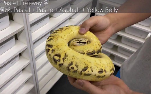夜游大阪市球蟒专卖店 | Ball Python 多种球蟒 | つよぽん（2020.9.25）