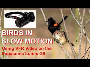 BIRDS IN SLOW MOTION - Using Variable Frame Rate Video on the Panasonic Lumix G9