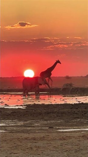 Elephant, Giraffe and Sunset over Nxai Pan #botswanasafari #elephant #giraffe
