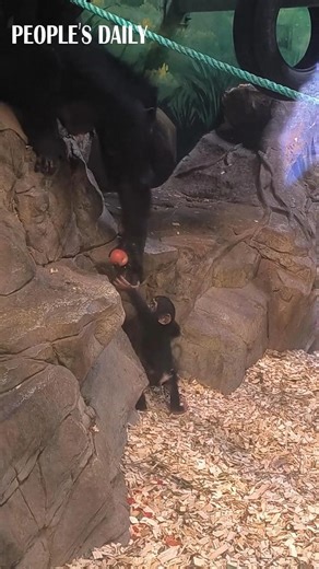 219K views · 10K reactions | Heartmelting alert! With a loving hand, a chimpanzee mother helps her little chimp climb up the rockery at a zoo in Guangzhou, south China's Guangdong Province. | People's Daily, China | Facebook