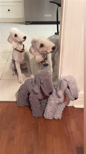 Clones @blynelson #dogs | Claudio Aprile