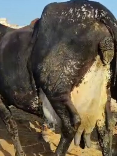 Dani cows world famous cows inshallah shoq acha ho ga#alirandawa #rohi #elitecow #village #breeding #breedingbulls #cholistanicowvideo @Ali Randhawa Rohiwala