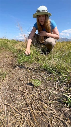If a leopard transformed into a frog, it would be a this! Northern leopard frogs are a stunning shimmery green colour with dark brown spots which are unique to each individual, just like how human fingerprints are unique to each person. This helps frog scientists track the health of each frog! The Rocky Mountain population of these frogs is endangered and at risk of extinction due to habitat loss, invasive species, and disease. Scientists at the @thewilderinstitute are working hard to save these