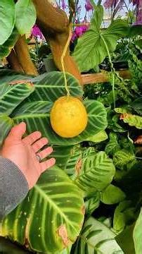 Growing GIANT Citrus in... CT?! 🤯🍊 @LogeesPlants #garden #greenhouse