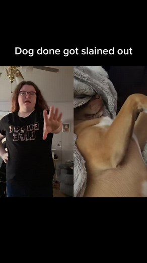 Funny Split-Screen Dog and Owner Video
