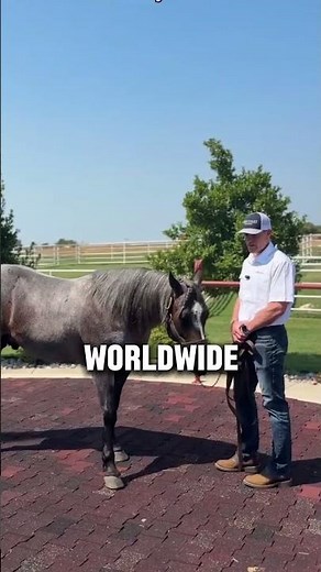 2 Facts About The Rocky Mountain Horse Breed #horse #equestrianjourney