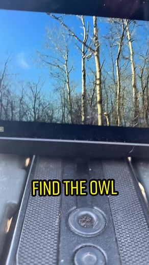 Red morph eastern screech owl, pretty rare in my area #screechowl #nikonp1000 #fyp #viraltiktok #cuteowls #theeowlqueen #nature #wildifephotography #zoom #owl #camera #hiketok #canada🇨🇦 #birdnerd