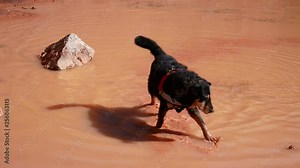 Minervino Murgia, Spinazzola, Apulia, Italy - March 5 2019: a dog plays in the pond in the abandoned bauxite quarry in the red land of Alta Murgia National Park, Apulia, Italy
