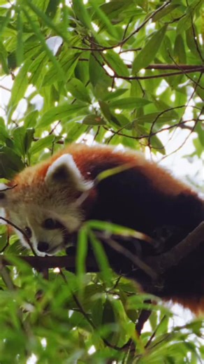 Let your peace create change. 😌🎶 Stream Bamboo Dreams and help protect red pandas in the wild. 🐾 Want to do even more? You can triple your impact for community-based red panda habitat restoration in Nepal with a donation matched x3 by our generous First Panda Challengers. 💚🌳 Create change for red panda conservation today — link in bio. 🔗 #RedPanda #SaveTheRedPanda #BambooDreams #Habre #RedPandaNetwork WildlifeConservation HabitatRestoration CommunityConservation Nepal ConservationMusic Tri