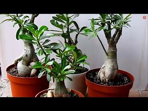 HOW, WHEN, AND WHY TO PRUNE THE DESERT ROSE OR ADENIUM?