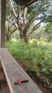 We found real monkeys on a mango tree😂😂😂🇵🇭🇵🇭🇵🇭 #Philippines | Cattleya’s Mini Vlog