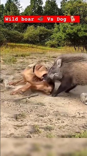 Wildlife : Wild Boar 🐗 Vs Dog 🐕 : Wild Boar attacked on Dog #wildlife #fight #animals