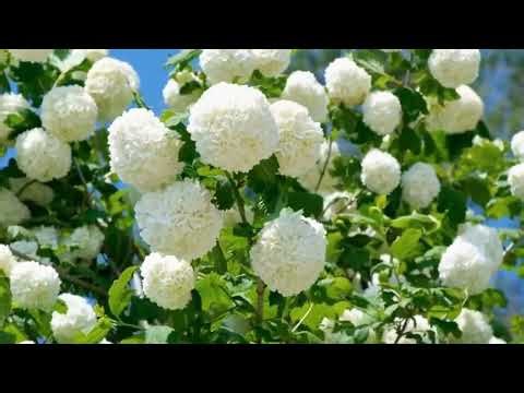 Meditation Rev. David Howard March 22, 2026