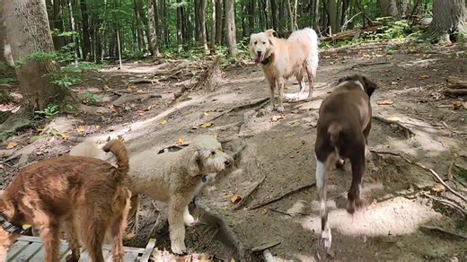 It's starting to feel like fall out there and these pups couldn't be happier! ☀️ Charlie, Boomer, Archer, Gus, Rosie, Hailey, Jack, Woody and Zephyr! | Active Dog LLC | Facebook