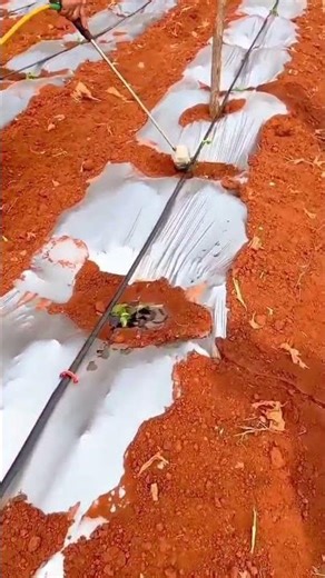 Applying Liquid Fertilizer to Plant Seedlings in the Field