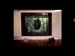 PBS Kids Funding: Teddy Grahams (2004)