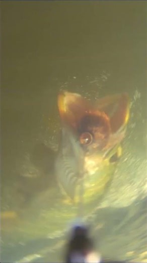 Charlie’s Mustache Baby Combo got INHALED during the 100th bait challange from @FishingWithCalvin