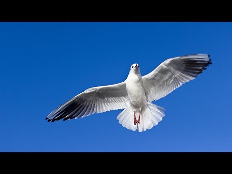 Linda Ronstadt - Birds [HD]