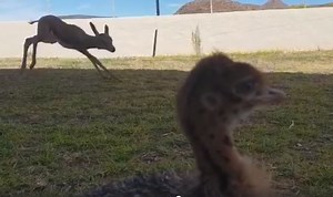 WATCH | Baby springbok and baby ostrich are BFFs