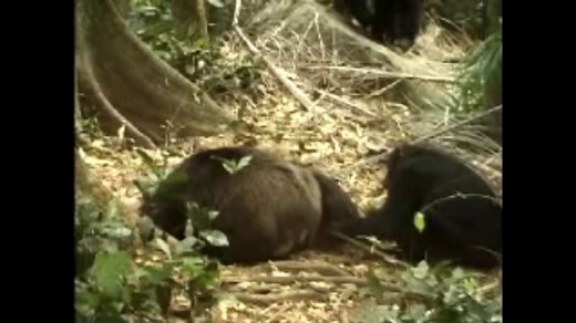 Chimpanzee Attack Footage
