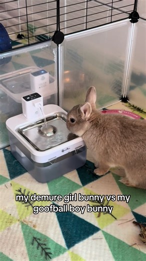 Bunny Behavior: Why Do They Drink from the Faucet?