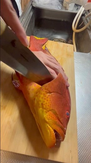 毒魚？？バラハタを捌く #中学生 #fish #料理 #fishing #捌きかた #シガテラ
