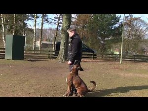 Unterordnung IGP "Notus con Tilia" dogsport obedience IGP Hundetraining, Hundeausbildung