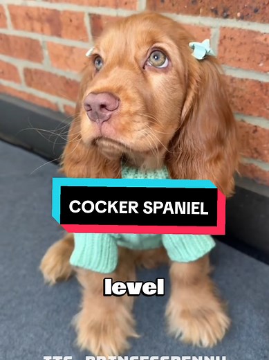 Understanding the Cocker Spaniel's Emotional Quirks