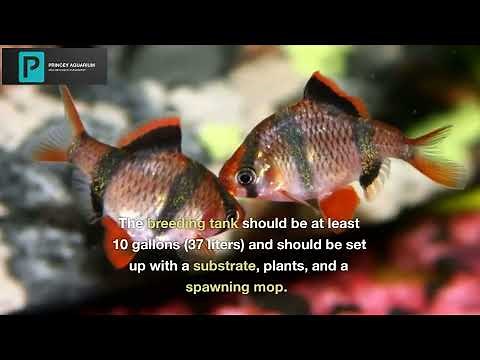 Tiger Barb Fish | The Striking Beauty of Tiger Barb Fish A Visual Guide | Care, Breeding, & Tips