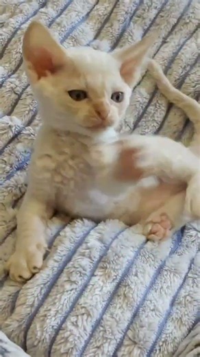 Ace Devon Rex Red Male