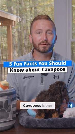 5 Fun Facts About Cavapoos | Premier Pups Ohio | Cavapoo Puppies