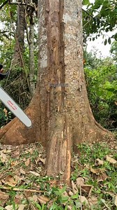 Removed the root flares before making face cut. | Yulianto