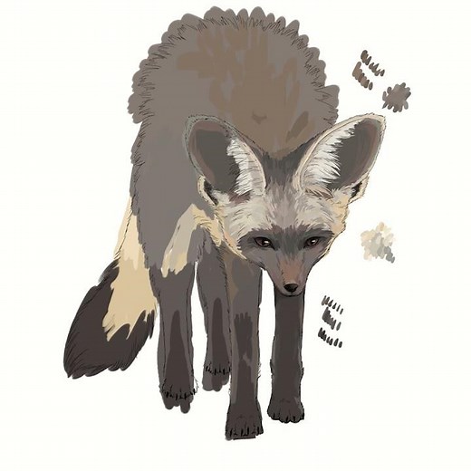 Bat-Eared Fox Illustration || #drawing #timelapse