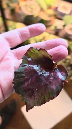 Propagating Begonia Rex By Leaf #propagation #begonia