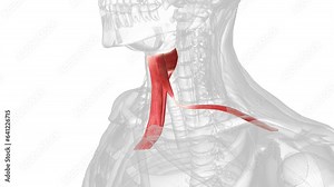 Muscular structure forming the infrahyoid muscles