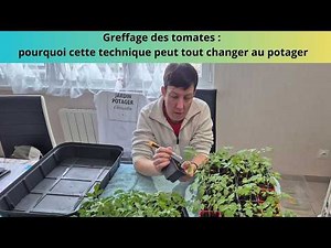 Grafting tomatoes: why this technique can change everything in the vegetable garden