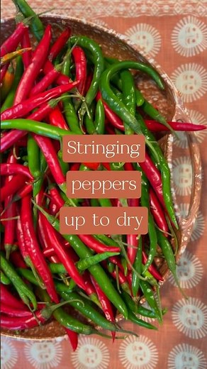 Stringing cayenne peppers up to dry