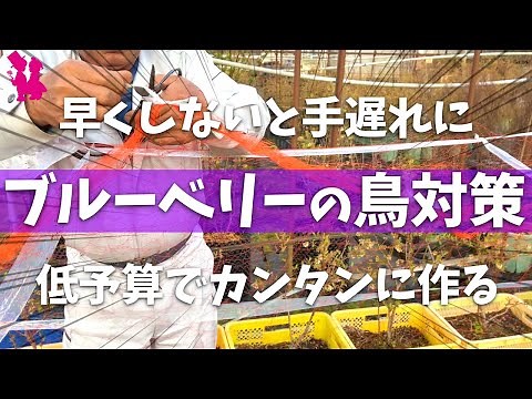 【意外な結末…】とにかく低予算で簡単に防鳥ネットをかける方法を考えました